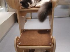 -飞行喵MR PILOT|猫舍·猫咖(静安大融城店)
