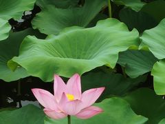 -荷塘月色湿地公园·向阳花洲