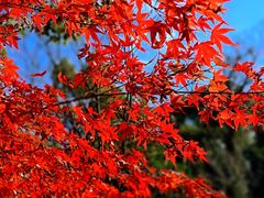 -上海共青森林公园