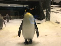 -悉尼海洋生物水族馆