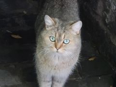 -喵屿·大理花园猫咖