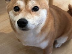 -柴の食堂·日式家庭料理·熊之肆(大学路店)