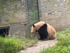 -都江堰中华大熊猫苑