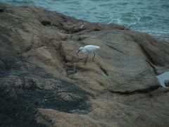 -野狸岛