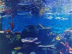 -华夏文旅海洋公园