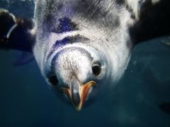 -凯莉-塔尔敦海洋生物水族馆