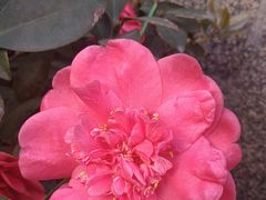 -椰荟四季音乐主题餐厅(大芬店)