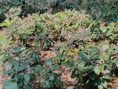 -华南国家植物园-售票处