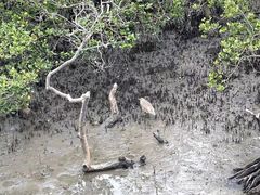 -北海金海湾红树林生态旅游区