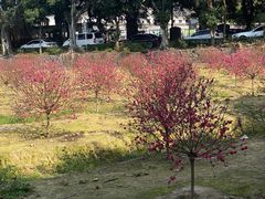 -南国桃园旅游度假区