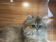 -猫十亿·布偶金渐层·曼基康矮脚猫舍(青年路店)