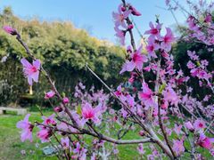 -中央公园(苏州工业园区)