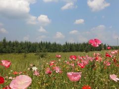 -塞罕坝国家级自然保护区