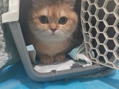 -伟伟宠物医院·CT影像中心·瑞派犬猫综合性门诊(汉口总院)