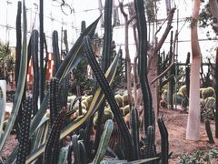 -北京植物园-展览温室