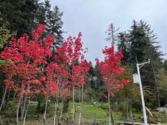 -硗碛藏寨·神木垒景区