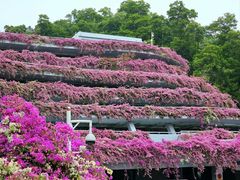 -深圳仙湖植物园