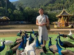 -西双版纳原始森林公园