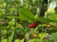 -广州神农草堂中医药博物馆