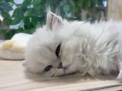 -屋虎猫馆(宝安大仟里店)