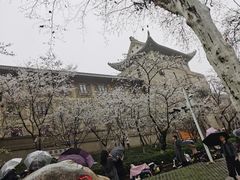 -武汉大学-樱园