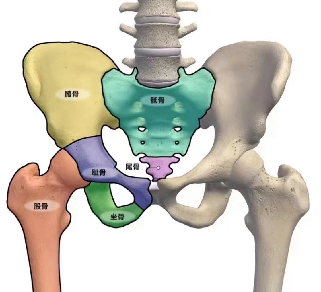 【瑜伽小知识骨盆】
