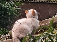 -瑞派名望志远动物医院·猫科·內科·异宠专科(直港大道店)