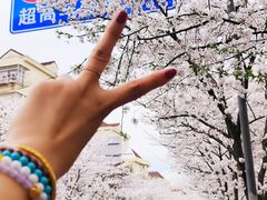 -高东镇樱花园