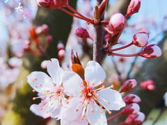 -上海市第一人民医院(松江南部)