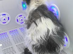 -爱洗澡的猫(望京店)