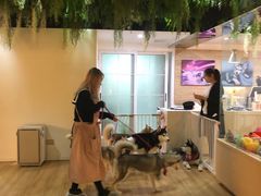 -Husky Go! 哈士奇体验馆·宠物咖啡厅狗咖