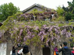 -嘉定紫藤园