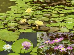-云溪植物园
