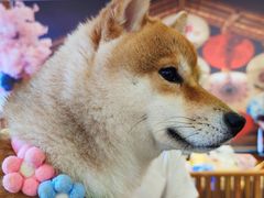 -豆柴町-柴犬主题狗咖(红鼎国际C座店)