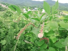 -石塘人家