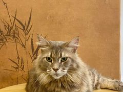-楼上猫咖(罗湖店)