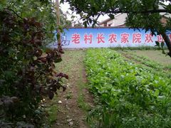 -老村长农家院
