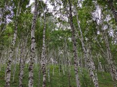 -塞罕坝国家级自然保护区