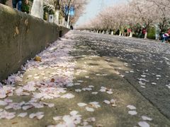 -高东镇樱花园
