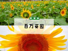 -百万葵园