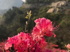 -木兰云雾山