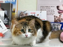 -凯特喵百思猫专科医院