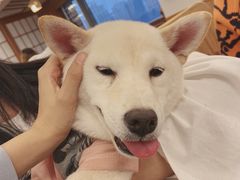 -豆柴町-柴犬主题狗咖(红鼎国际C座店)