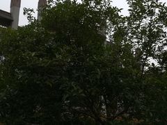 -南京市江宁方山