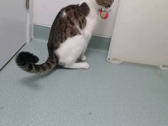 -瑞派·关忠动物医院·猫专科·犬专科(三环新城店)