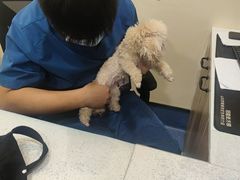 -萌兽医馆·犬猫专科·眼科中心·宠物医院(朝阳门分院)