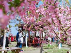 -武汉紫薇都市田园