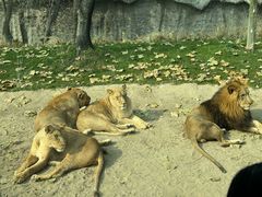 -北京野生动物园