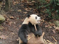 -都江堰中华大熊猫苑