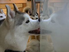 -Husky Go! 哈士奇体验馆·宠物咖啡厅狗咖